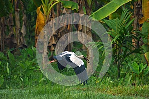 Asian open bill on flight,bird on flight