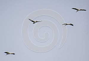 Asian Open Bill or Open-billed Stork flock  flying in the Sky