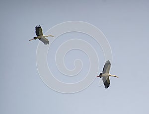Asian Open Bill or Open-billed Stork Pair  flying in the Sky