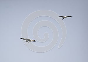 Asian Open Bill or Open-billed Storks flying in the Sky