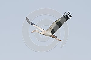 Asian open bill stork