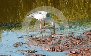 Asian Open Bill Stork Fishing, India