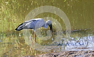 Asian Open Bill Stork in Wetland, India