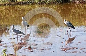 Asian Open Bill Storks in Paddy Field, India