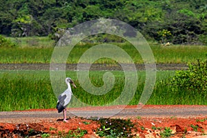 Asian open bill strok