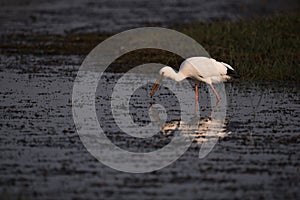 Asian open-billed stork hunts in shallow water