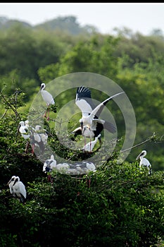 Asian Open-billed Storks- mating at Yala Sri Lanka.