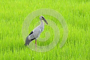 Asian Openbill