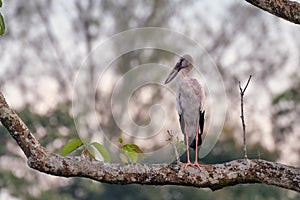 Asian openbill alighted on a branch