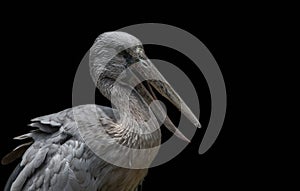 Asian Openbill Anastomus oscitans with black background