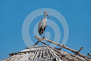 Asian Openbill, Anastomus oscitans, on the traditional wooden house under summer fresh blue sky, Thale Noi Lake, Phatthalung,