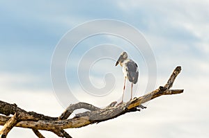 Asian Openbill (Anastomus oscitans) White bird sta