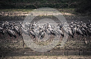 Asian openbill birds rest for their livelihoods in dry swamps at Bang Phra Reservoi