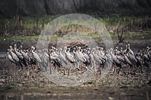 Asian openbill birds rest for their livelihoods in dry swamps at Bang Phra Reservoi