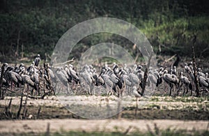 Asian openbill birds rest for their livelihoods in dry swamps at Bang Phra Reservoi