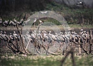Asian openbill birds rest for their livelihoods in dry swamps at Bang Phra Reservoi