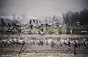 Asian openbill birds rest for their livelihoods in dry swamps at Bang Phra Reservoi