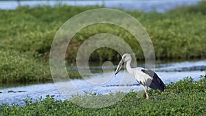 Asian openbill in Bundala National Park, Sri Lanka