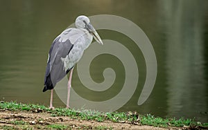 Asian Openbill.