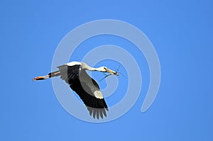 Asian Openbill stork