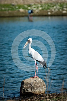 Asian openbill stork or Anastomus oscitans portrait on a rock perch in blue water background famous padam lake of ranthambore
