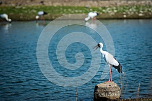 Asian openbill stork or Anastomus oscitans portrait on a rock perch in blue water background famous padam lake of ranthambore