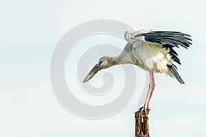 Asian openbill stork balancing its body on a stump photo