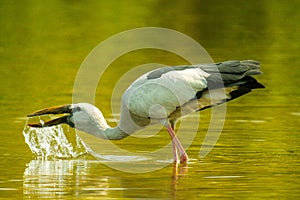 Asian openbill stork bird