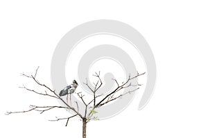 Asian openbill stork bird perched on a tree, isolated on white background with copy space