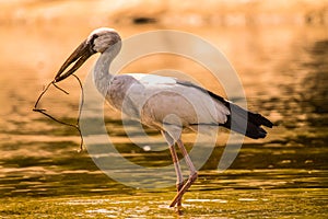 Asian Openbill Stork