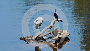 Asian openbill stork and Black Cormorant