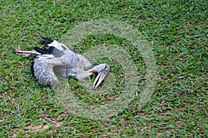 Asian Openbill Stork , A diseased bird dies on the lawn