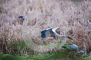 Asian openbill stork in filed