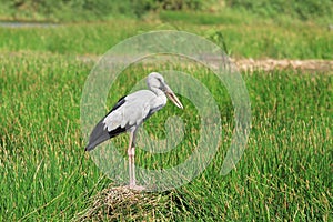 Asian openbill stork