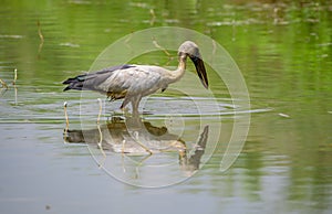 Asian openbill stork stands still in the shallow water stream, waiting patiently for fish. stork casting a reflection on the water