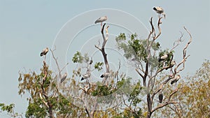 Asian Openbill Storks gathering on treetops