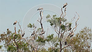 Asian openbill storks perched on leafless