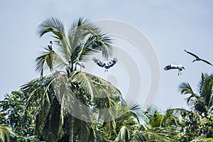 Asian openbills in kerala