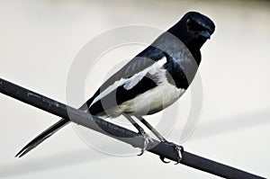 Asian Oriental Magpie Bird Early Morning & x22;Selective Focus