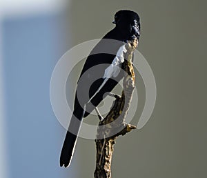 Asian Oriental Magpie Bird Early Morning & x22;Selective Focus