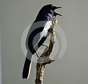 Asian Oriental Magpie Bird Early Morning & x22;Selective Focus