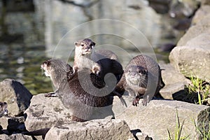 Asian Oriental small-clawed otter, Amblonyx cinerea, live in families