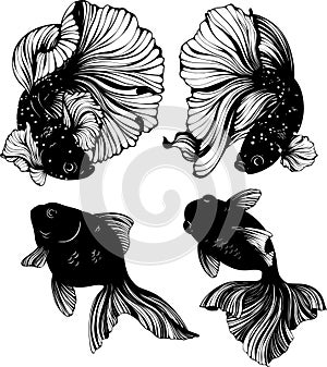 Asian ornamental golden and koi carp fish vector