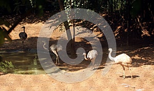 Asian Ostriches in National Park, India