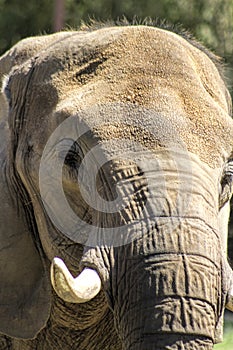 Asian Pachyderm Elephant Closeup 2