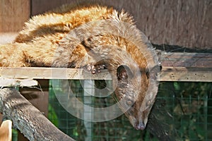 Asian Palm Civet photo