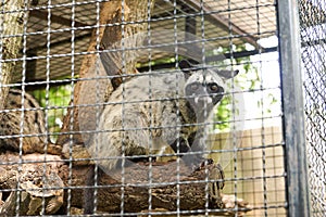 Asian palm civet