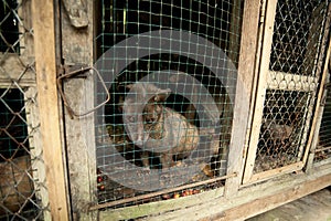 Asian Palm Civet photo