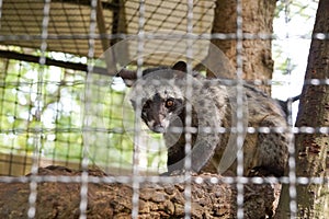 Asian palm civet photo