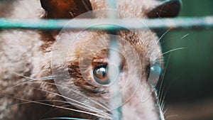 Asian palm civet kept in cage